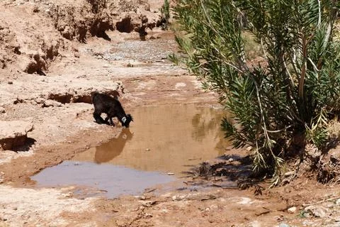 Goat drinking in the Moroccan desert Stock Photos