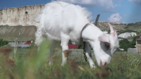 The goat on the drive eats grass. on the background is a white rock and rural Stock Footage 167722315