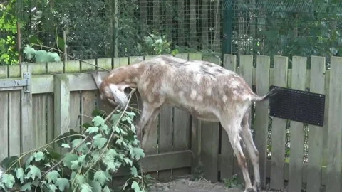 Goat eat Stock Footage 87305047