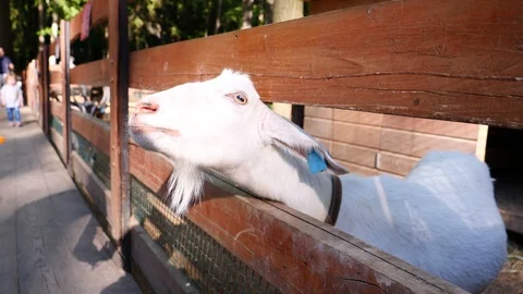 Goat eat Stock Footage 108234586