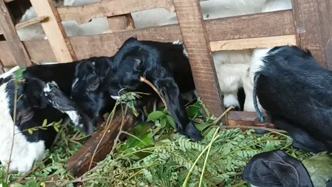 Goat eat Stock Footage 215805017
