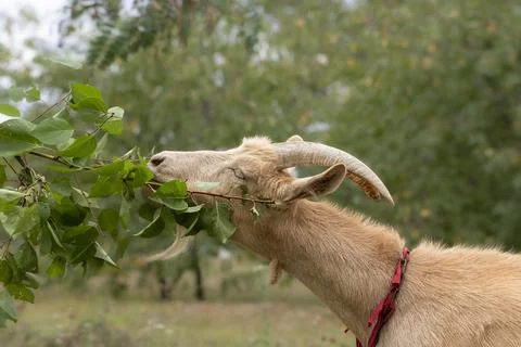Goat eat grass.A cute goat on grazing eats green leaves from an apricot tree. Stock-Fotos