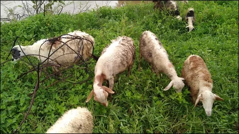 Goat eat grass Stock Footage 128684571