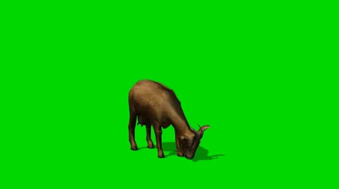 Goat eat - separated on green screen Stockbeeldmateriaal 34017313