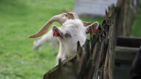 Goat eating an apple Stock Footage 141666752