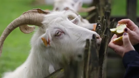 Goat eating an apple Stock Footage 141667242
