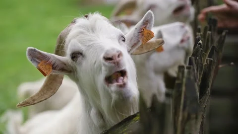 Goat eating an apple Stock Footage 141667271