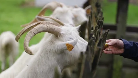 Goat eating an apple Stock Footage 141667371