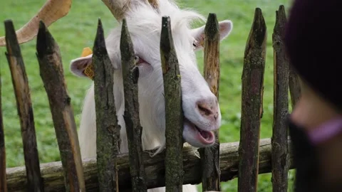 Goat eating an apple Stock Footage 141667400