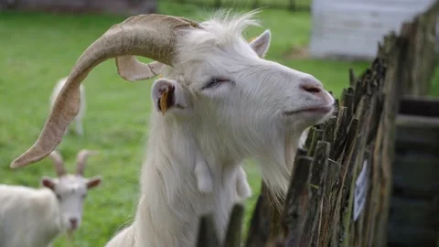 Goat eating an apple Stock Footage 141667431