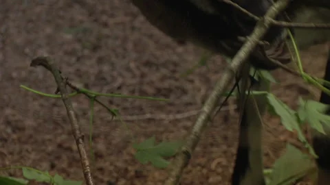 Goat eating from a branch 库存影片 139013715