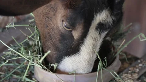 Goat eating up close Stock Footage 140760043