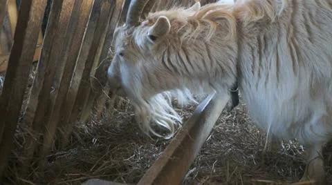 Goat eating Stock Footage 22014821
