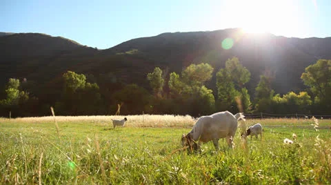 Goat eating Vídeos de archivo 25449288