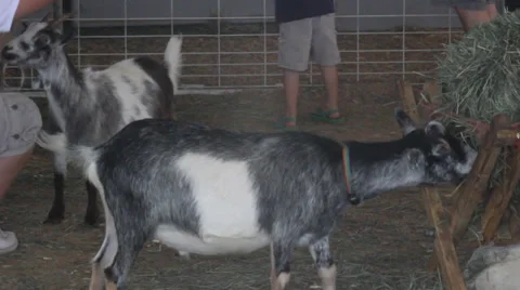 Goat eating Stock Footage 27816359
