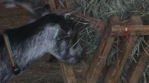 Goat Eating Stock Footage 27817016