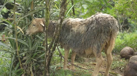 Goat eating Stock Footage 47251721
