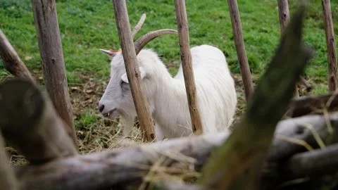 Goat eating Stock Footage 141666102