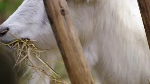 Goat eating Stock Footage 141666136