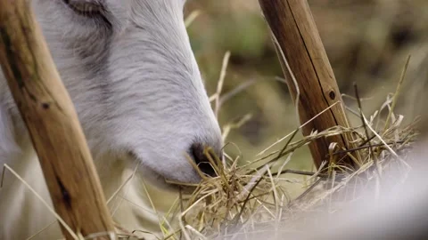 Goat eating Stock Footage 141666225
