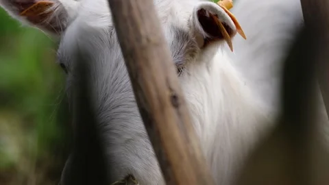 Goat eating Stock Footage 141666265