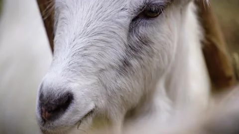Goat eating Video stock 141666446