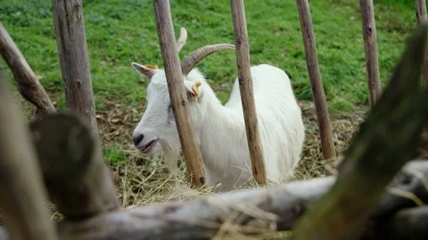 Goat eating Stock Footage 141666510
