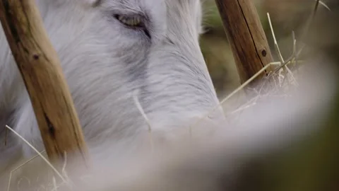 Goat eating Stock Footage 141666784