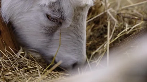 Goat eating Stock Footage 141666846