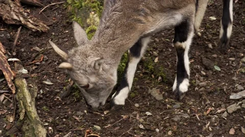 Goat eating Stock Footage 151607971