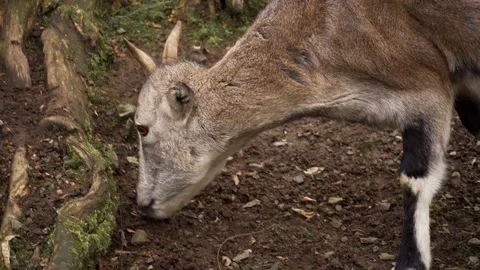 Goat eating Stock Footage 151608378