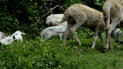 The goat is eating Stock Footage 229603740