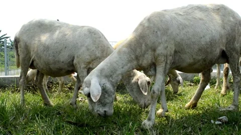Goat eating Video stock 236806513