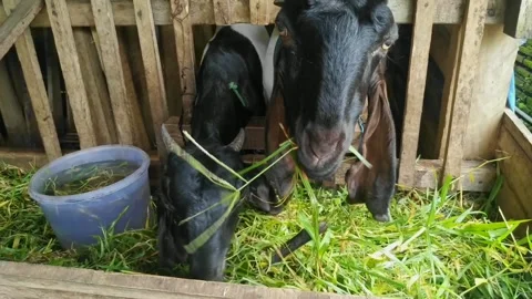 Goat is eating Stock Footage 269121370
