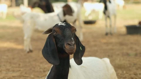 A goat eating grass on the farm Stock Footage 150214938