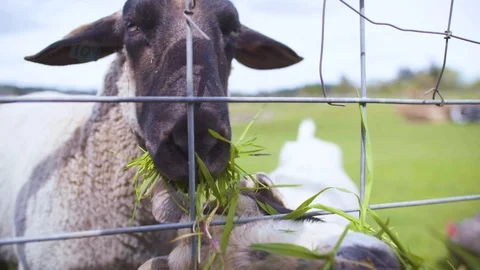 Goat eating grass in the field Stock Footage 87802946