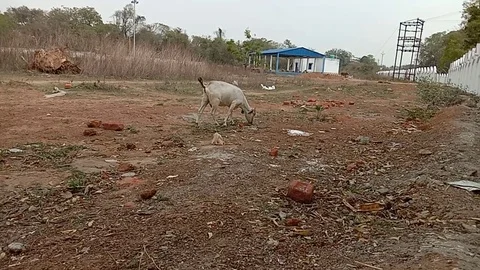 A goat is eating grass in the field Stock Footage 126753136