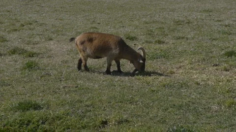 Goat Eating Grass 動画素材 2569064
