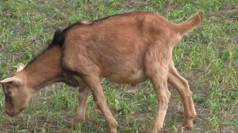 Goat Eating Grass Stock Footage 12616036