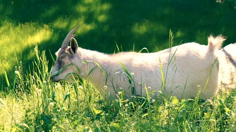 Goat Eating Grass Stock Footage 120139280