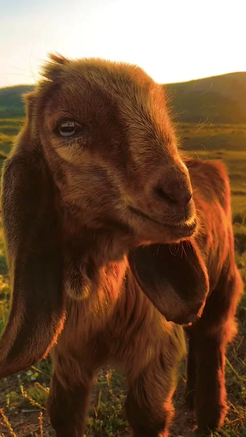 Goat eating grass Stock Footage 132027650