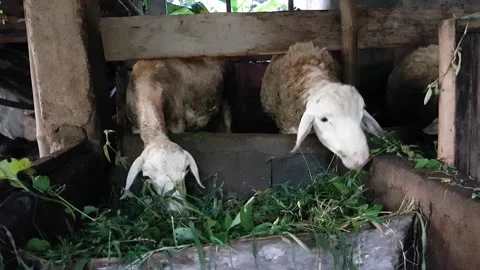 Goat is eating grass Vidéo 220866616