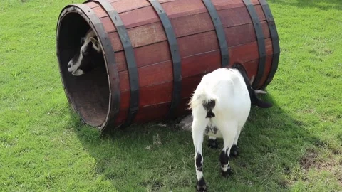 A goat is eating grass Stock Footage 246433004
