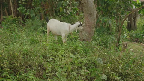 Goat Eating Grass Stock Footage 247678916
