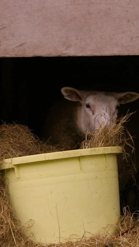 Goat Eating Grass Vidéo 332847323