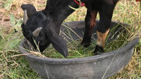 The goat is eating grass. Stock Footage 340001148