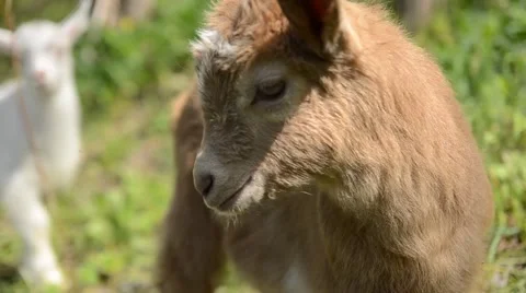 Goat eating grass on the lawn Video stock 44112282