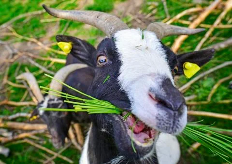 Goat eating grass Stock Photos