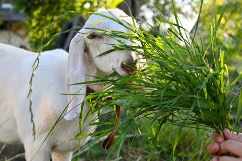 A goat is eating grass Stock Photos