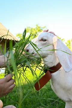A goat eating grass  Stock Photos